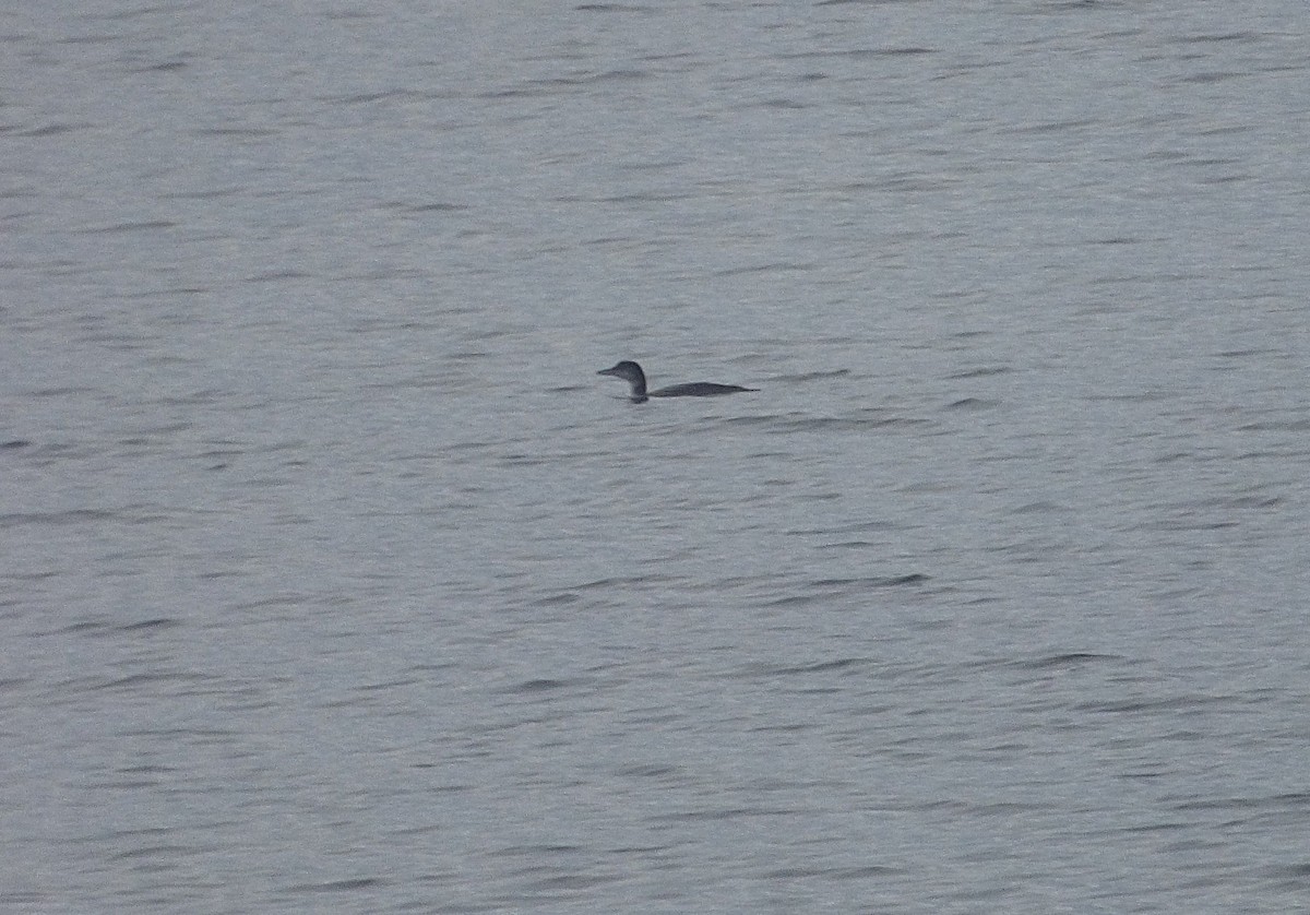 Common Loon - ML647131856