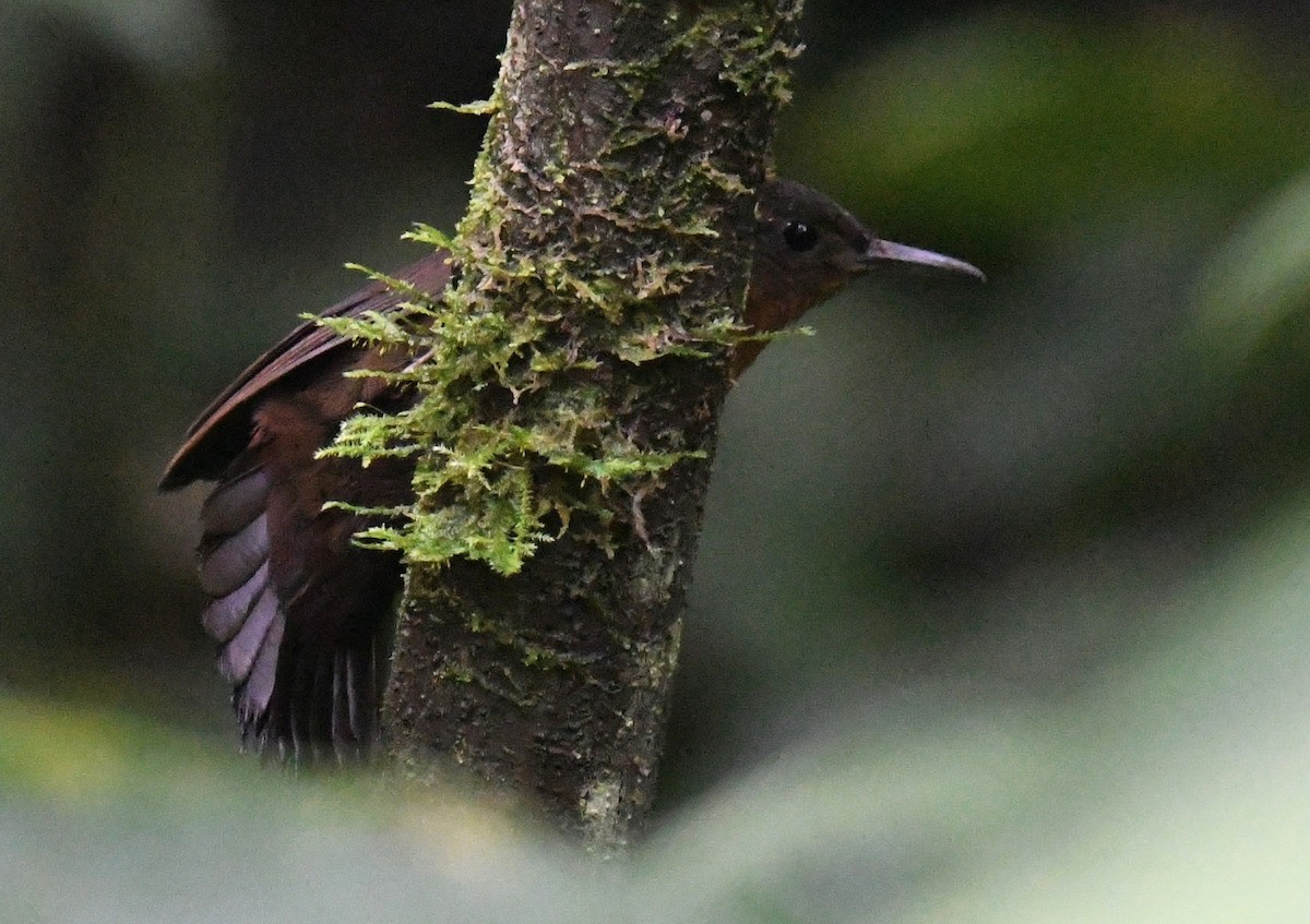 Middle American Leaftosser - ML647131857