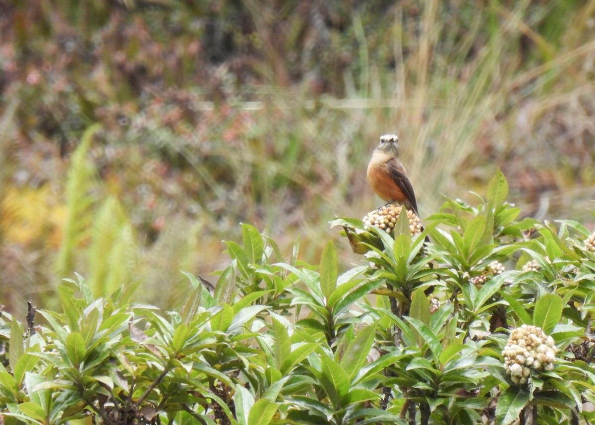 Brown-backed Chat-Tyrant - ML647131863