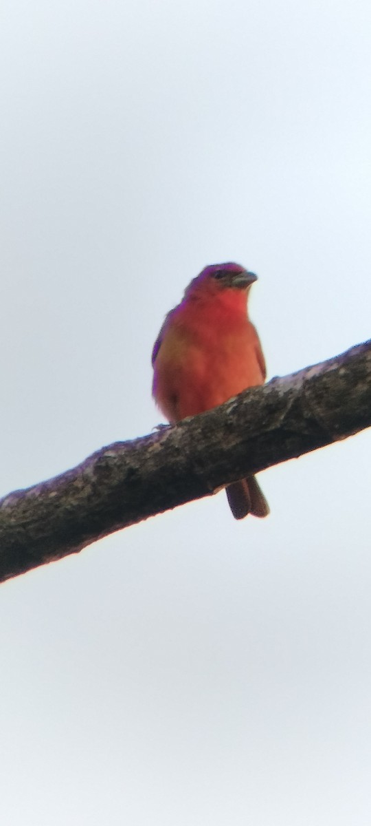 Піранга червона - ML647131864