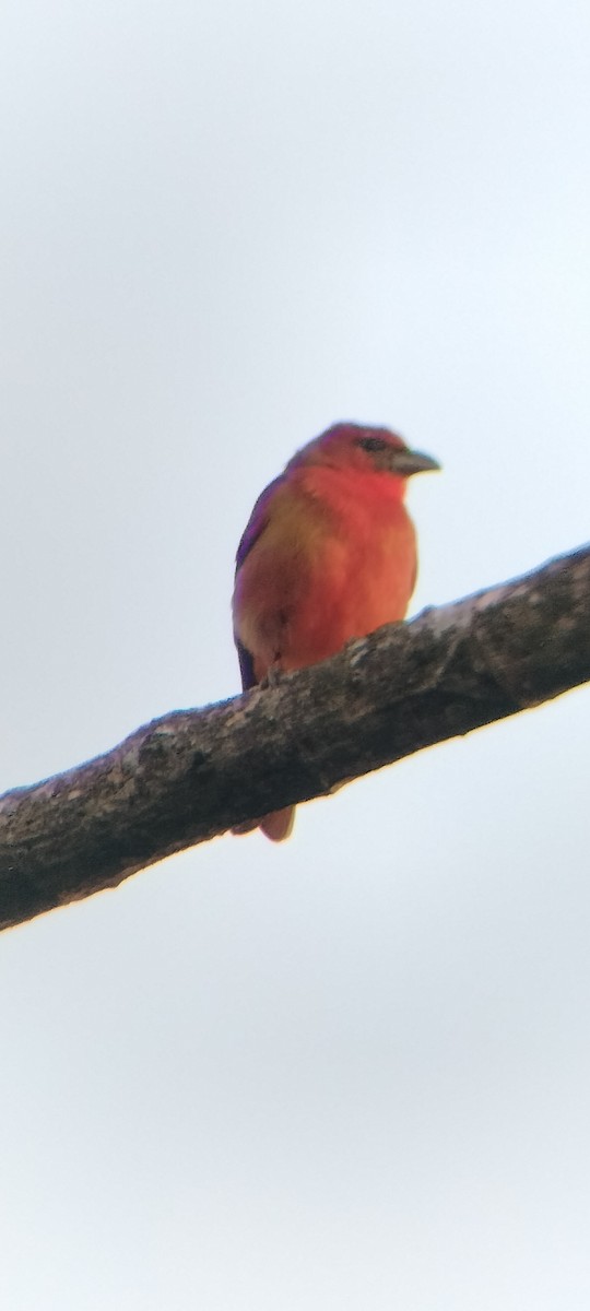 Піранга червона - ML647131865