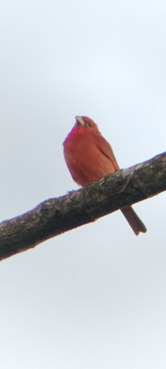 Піранга червона - ML647131866