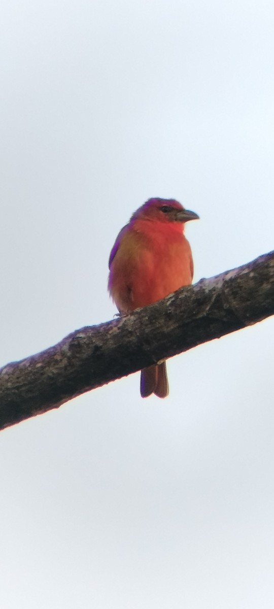 Піранга червона - ML647131867