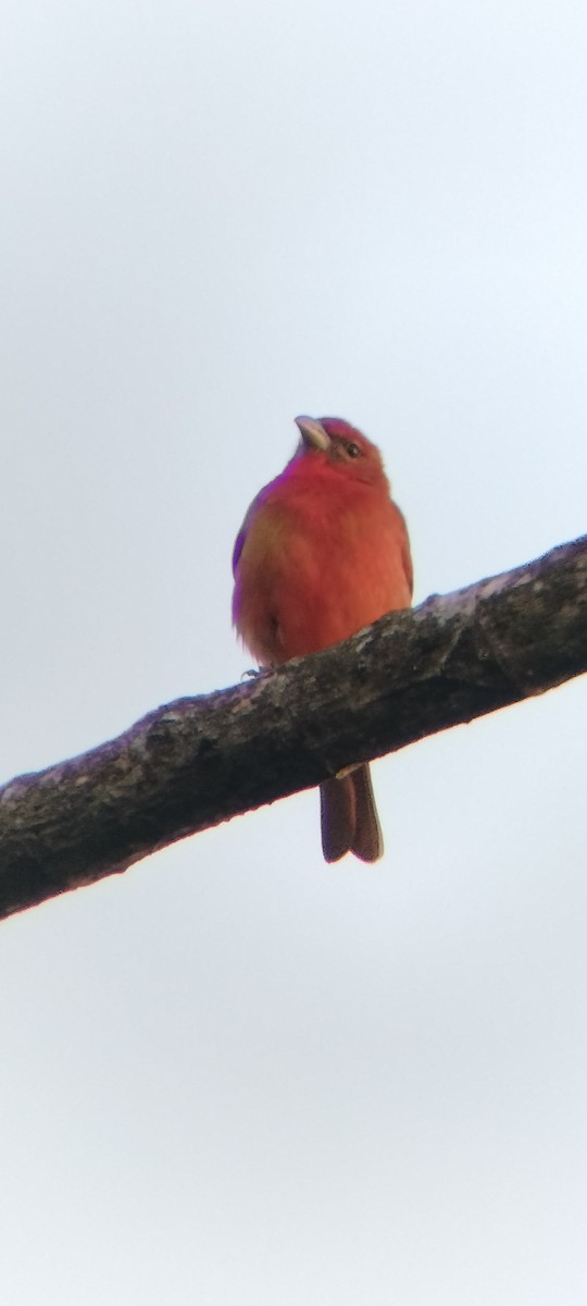 Піранга червона - ML647131868