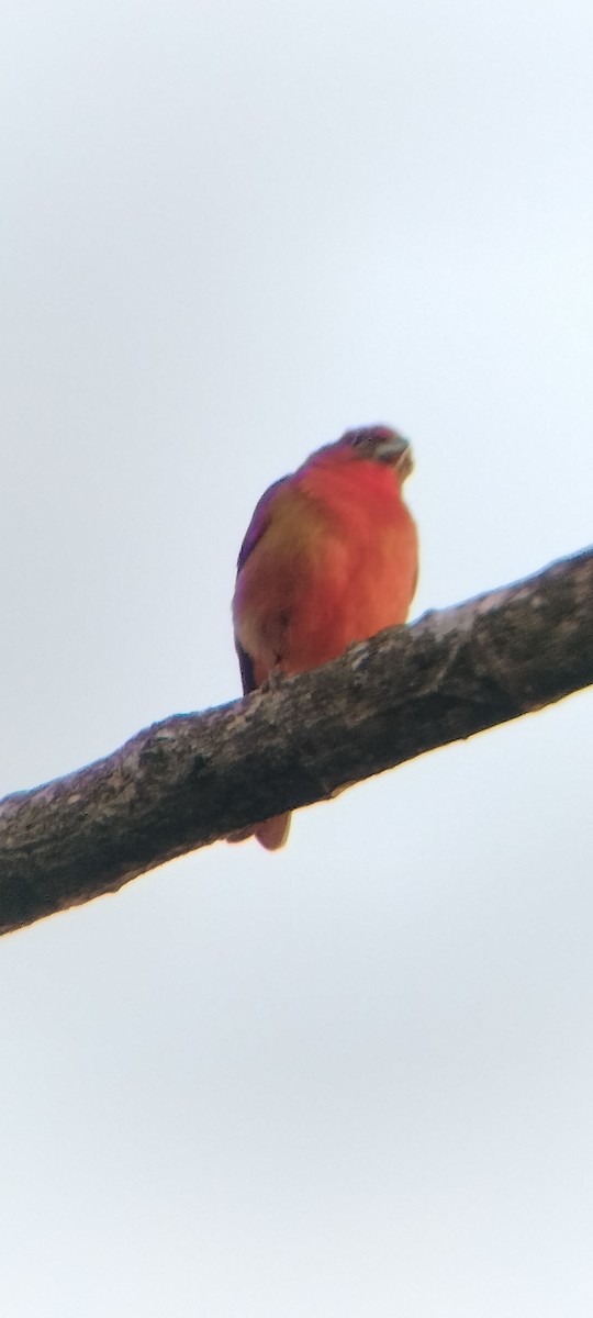 Піранга червона - ML647131869