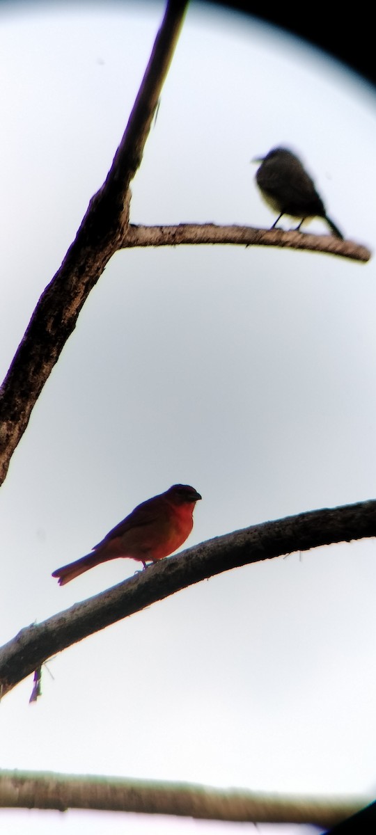 Піранга червона - ML647131870