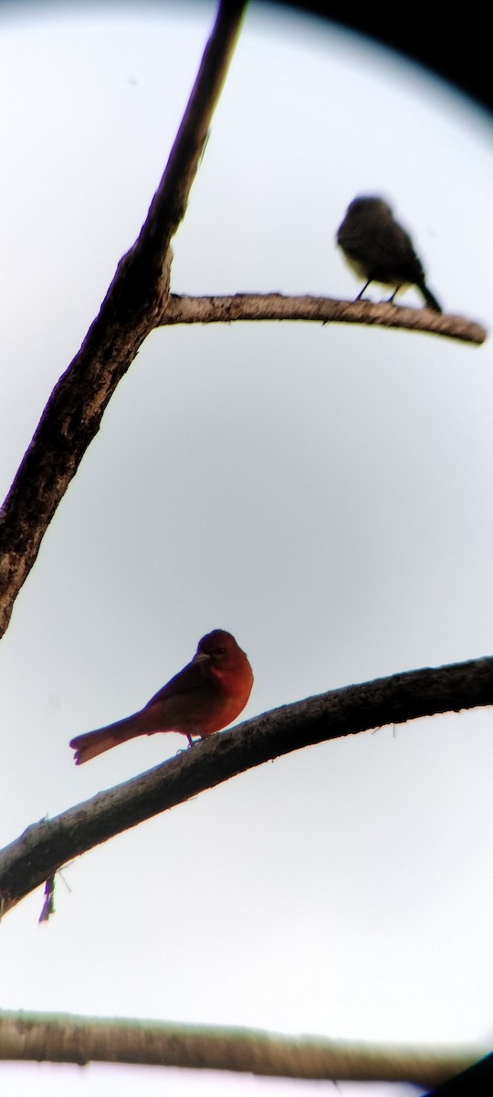 Піранга червона - ML647131871