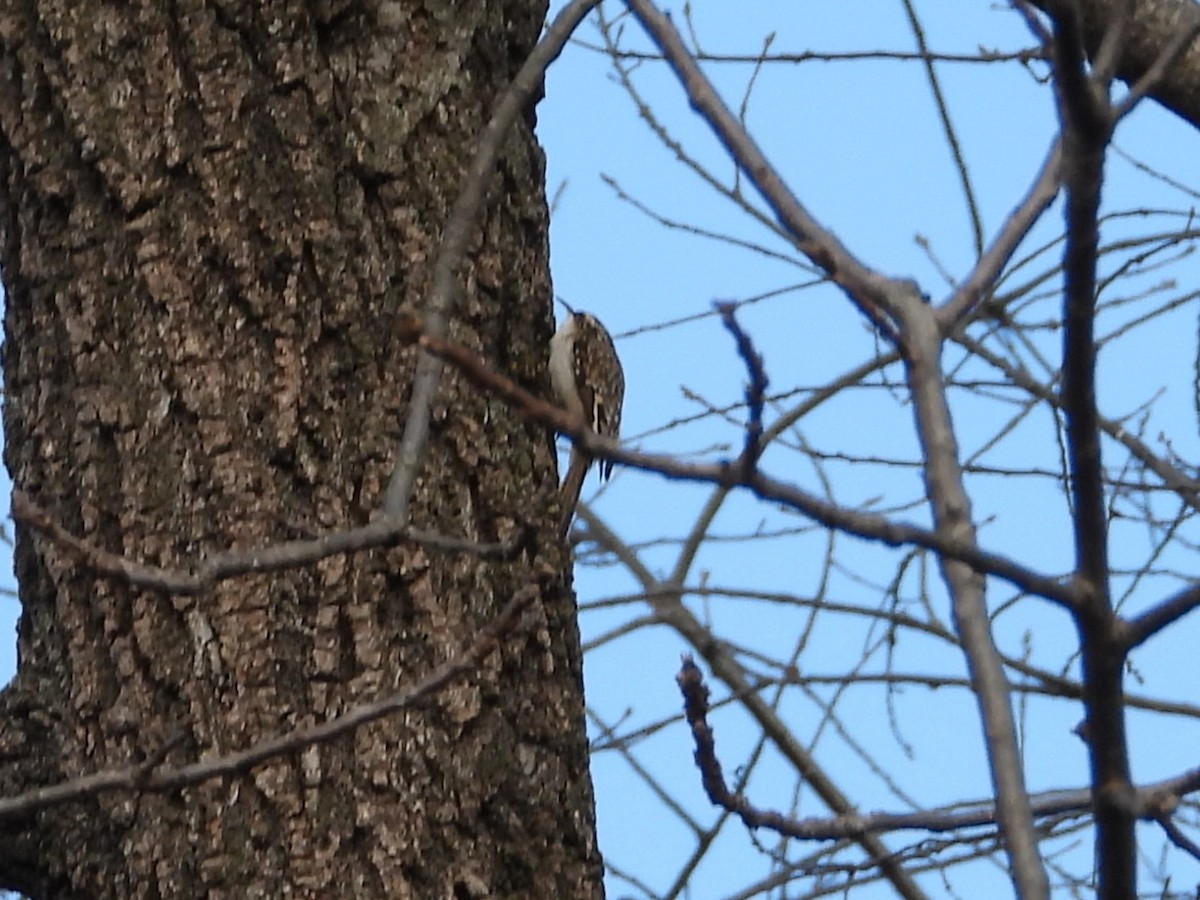 Brown Creeper - ML647131874