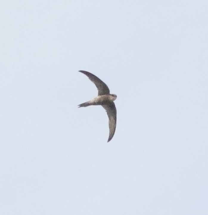 Forbes-Watson's Swift - ML647131876