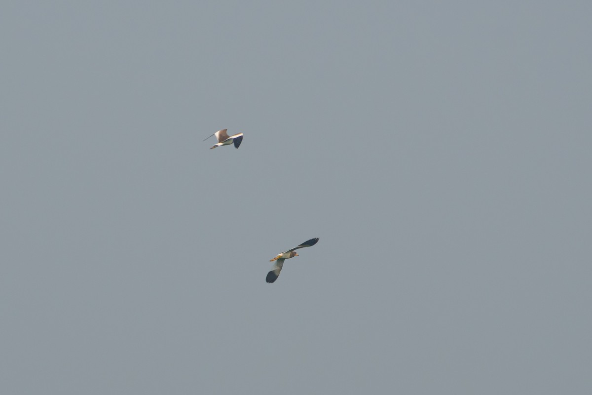 Gray-headed Lapwing - ML647131890