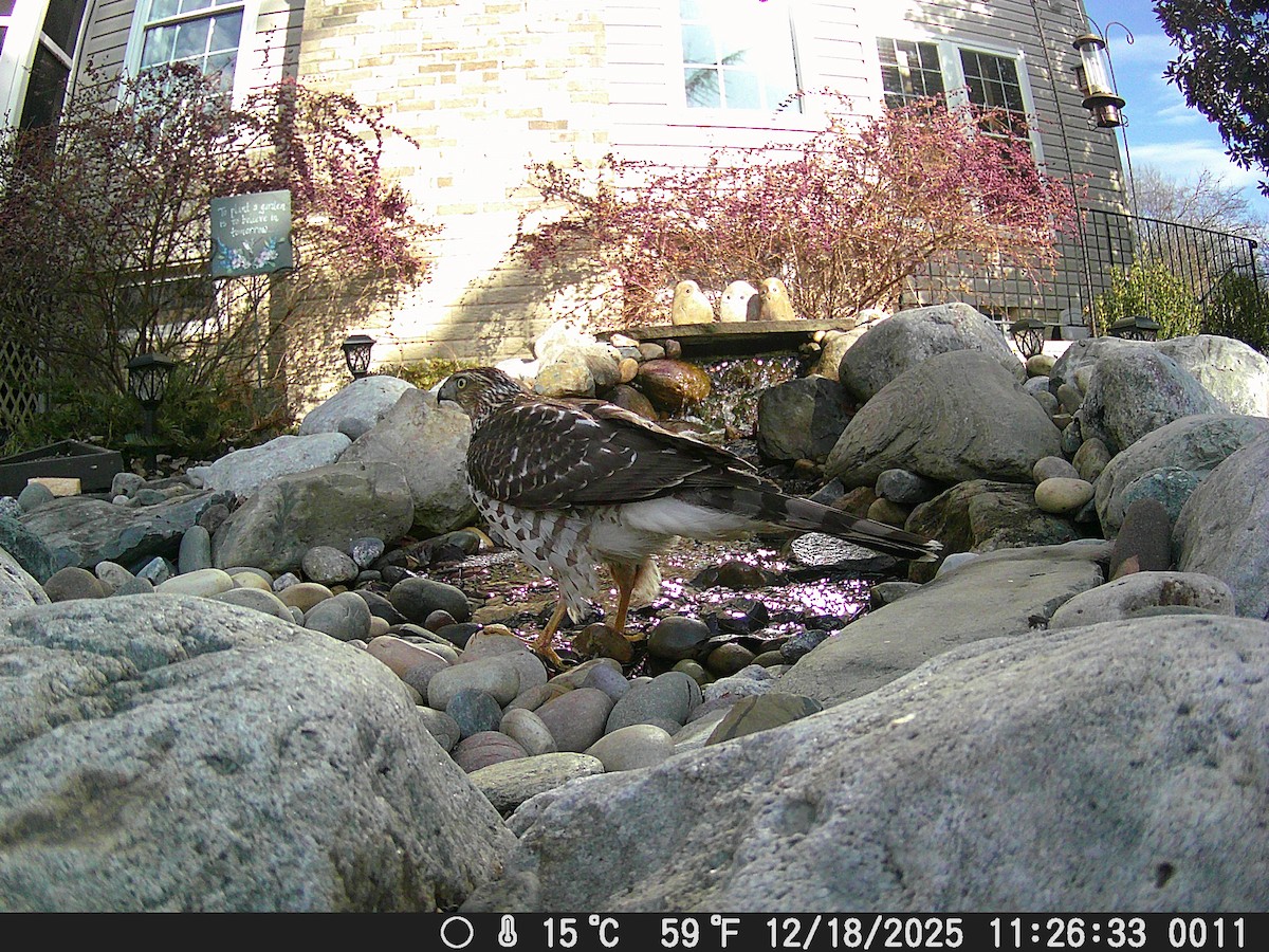 Cooper's Hawk - ML647131901