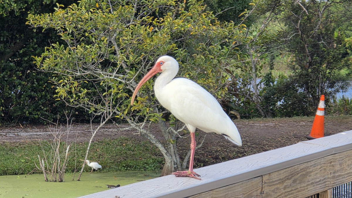 ibis bílý - ML647131902