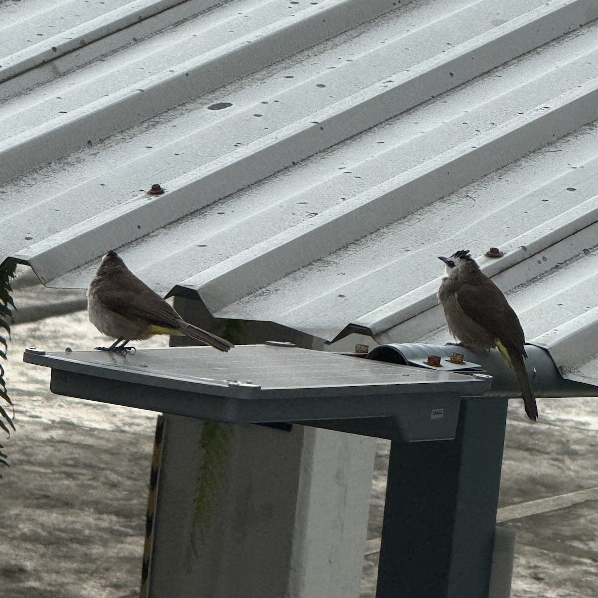 Бюльбюль широкобровий - ML647131916