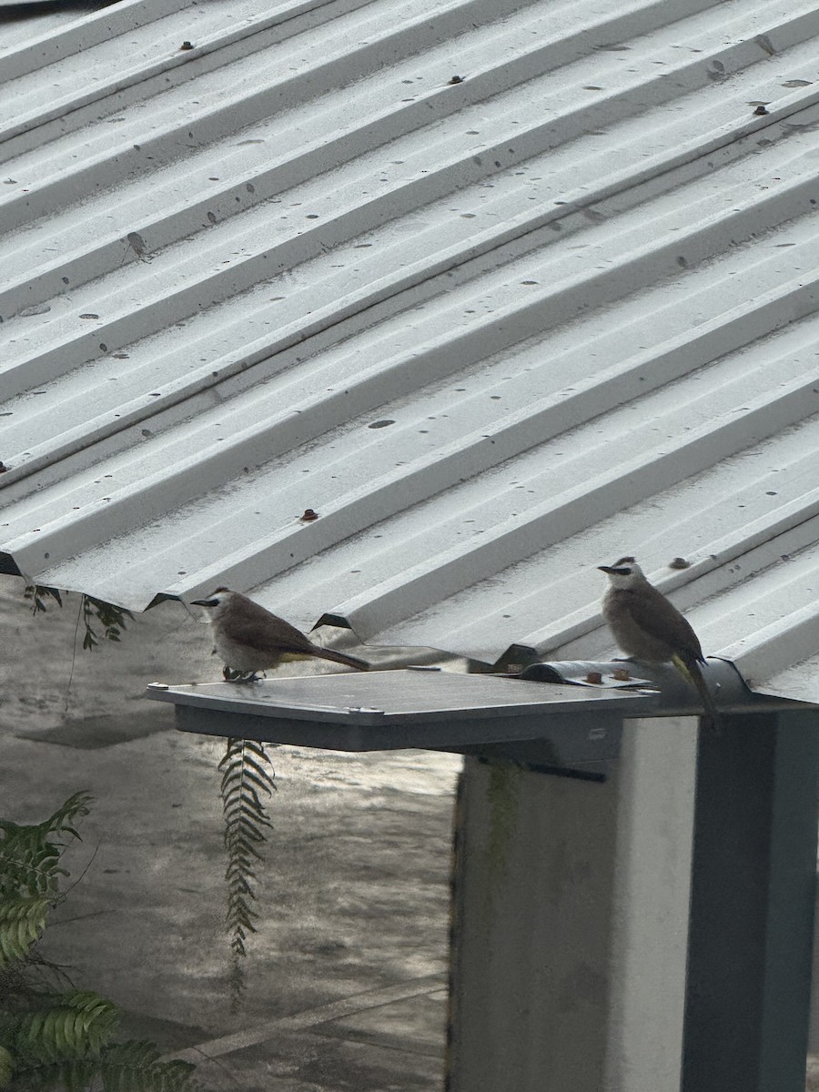 Yellow-vented Bulbul - ML647131917