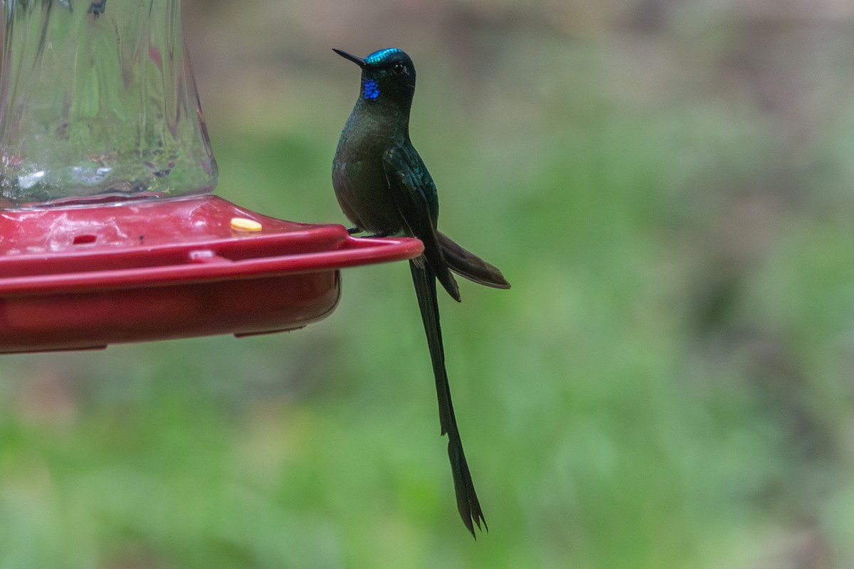 sylfa dlouhoocasá - ML647131918