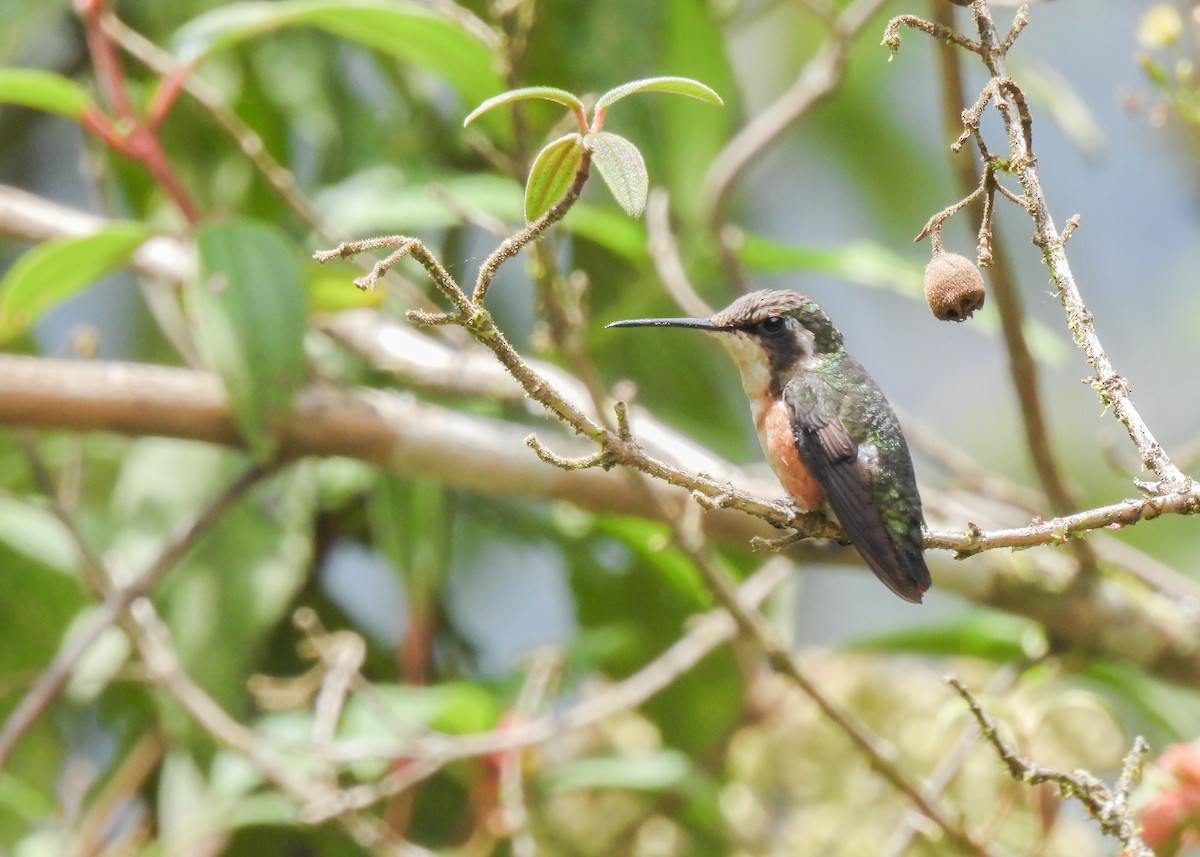 hvitbukkolibri - ML647131925