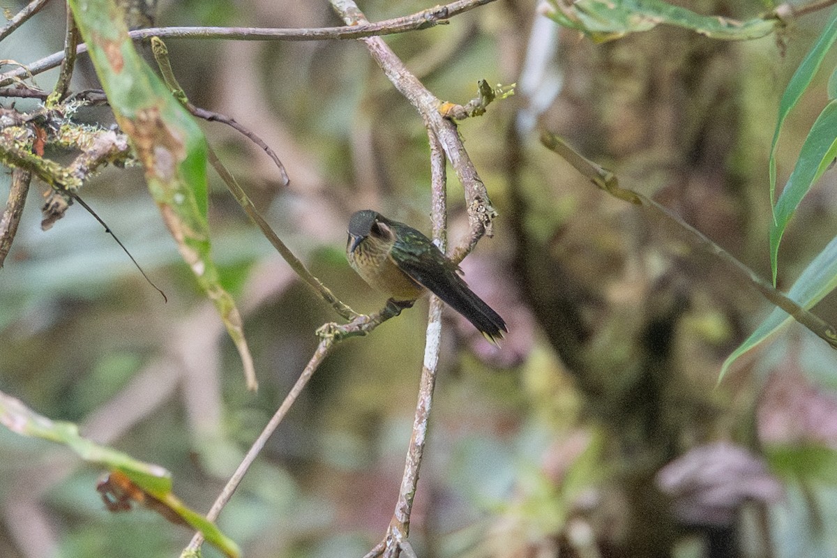 sylfa mozaiková - ML647131929