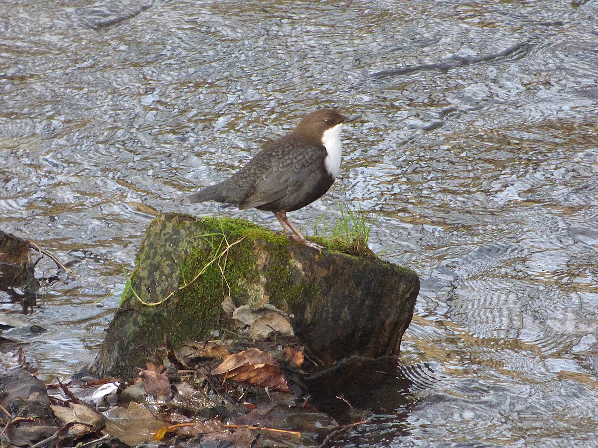 White-throated Dipper - ML647131930