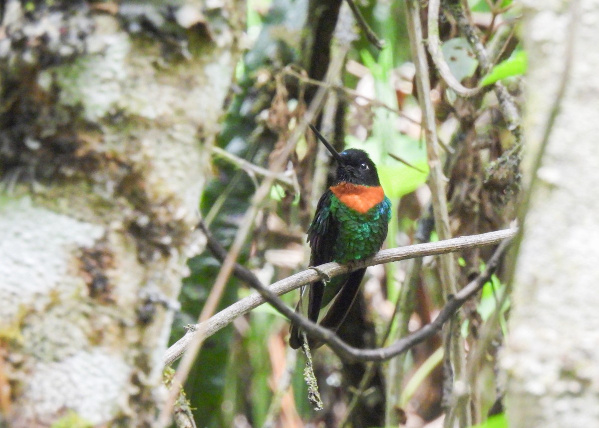 Gould's Inca - ML647131937