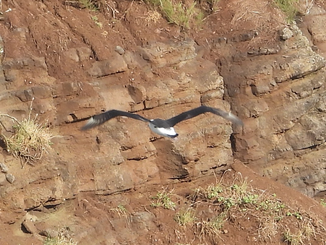 Laysan Albatross - ML647131939