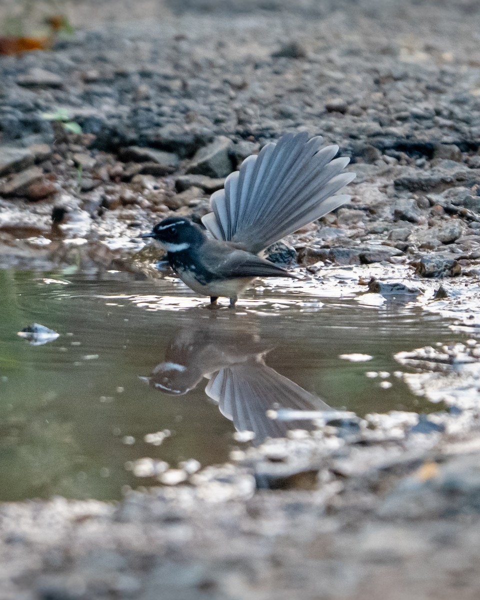 Spot-breasted Fantail - ML647131941