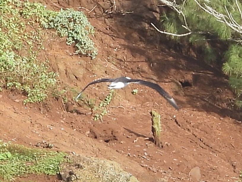 Laysan Albatross - ML647131945