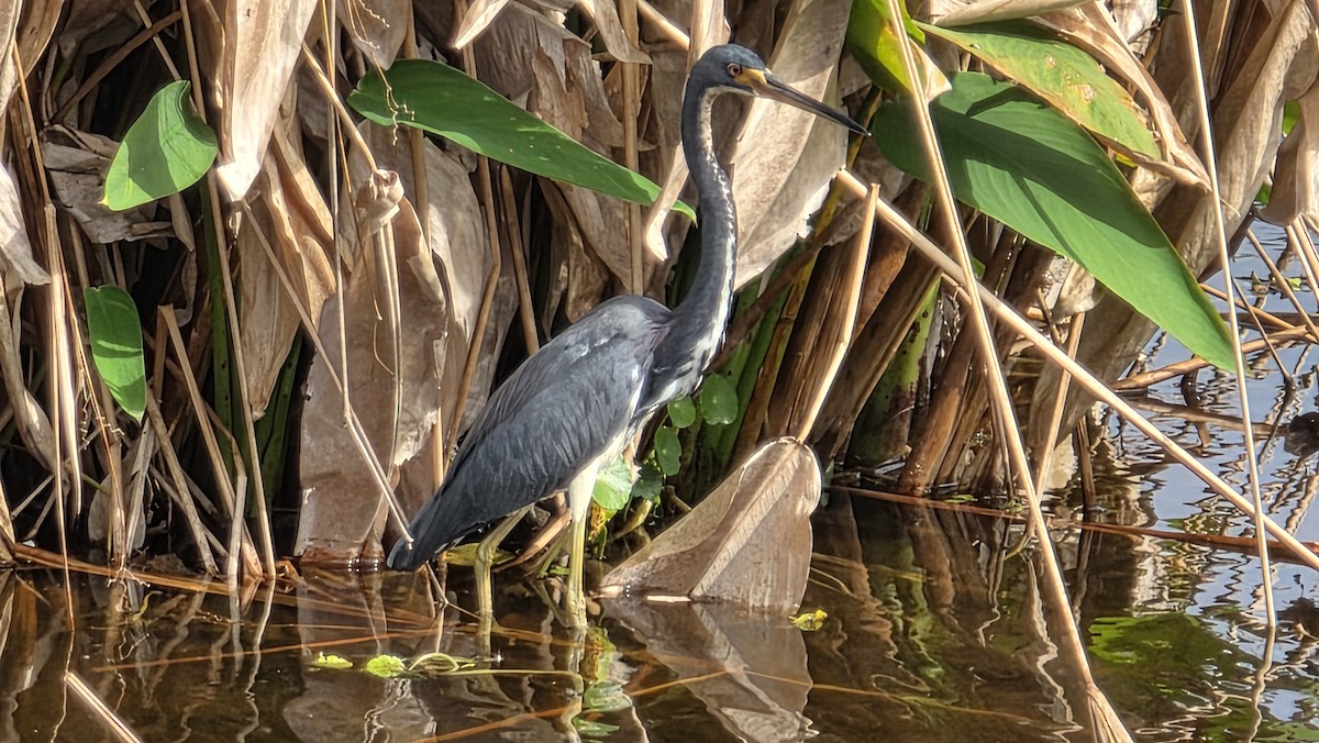 volavka tříbarvá - ML647131946