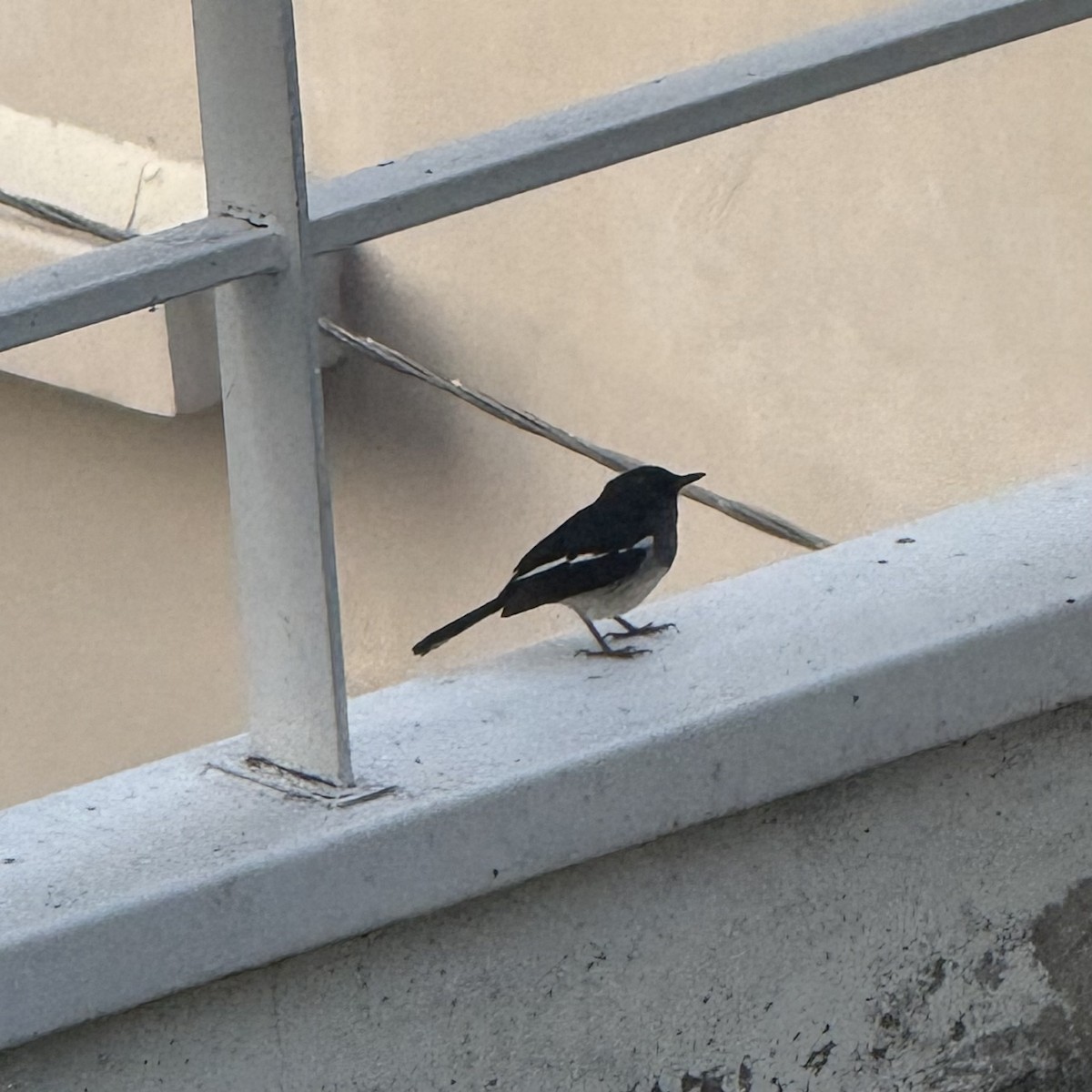 Oriental Magpie-Robin - ML647131948