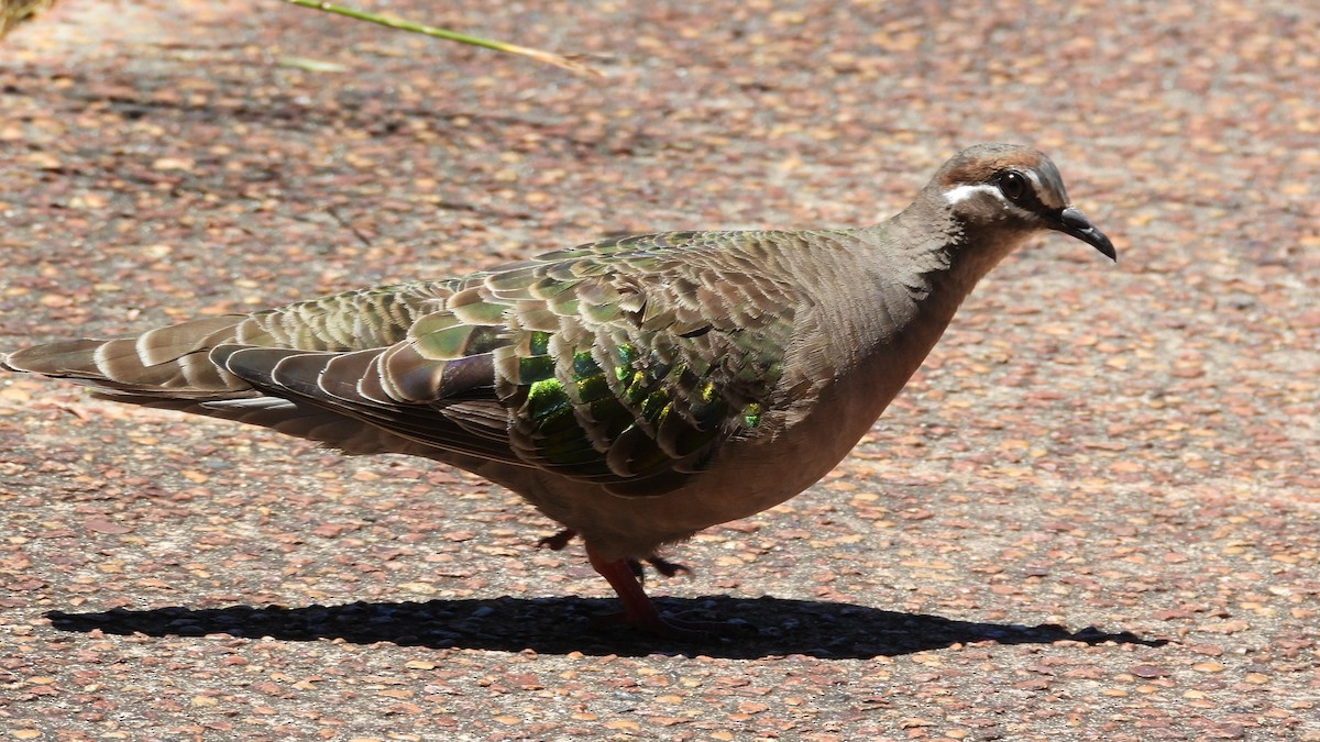 Common Bronzewing - ML647131949