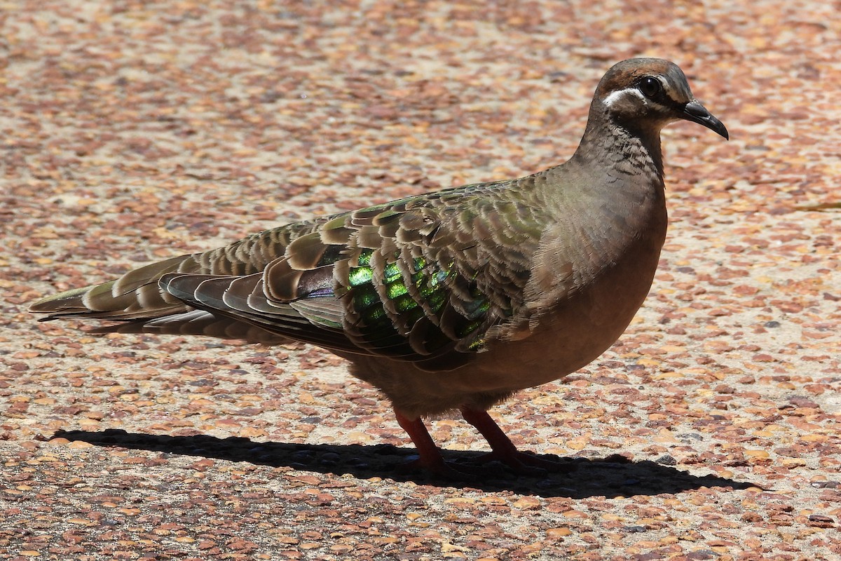 Common Bronzewing - ML647131950