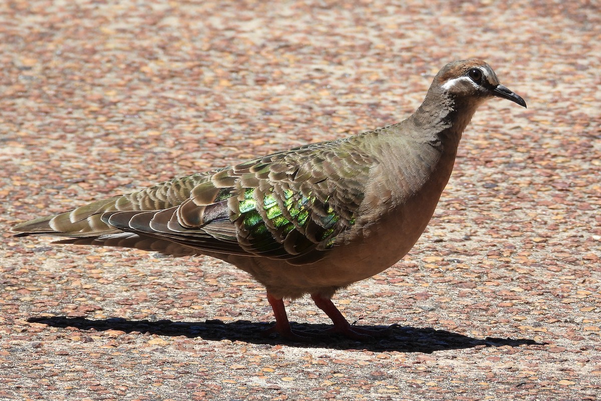 Common Bronzewing - ML647131951