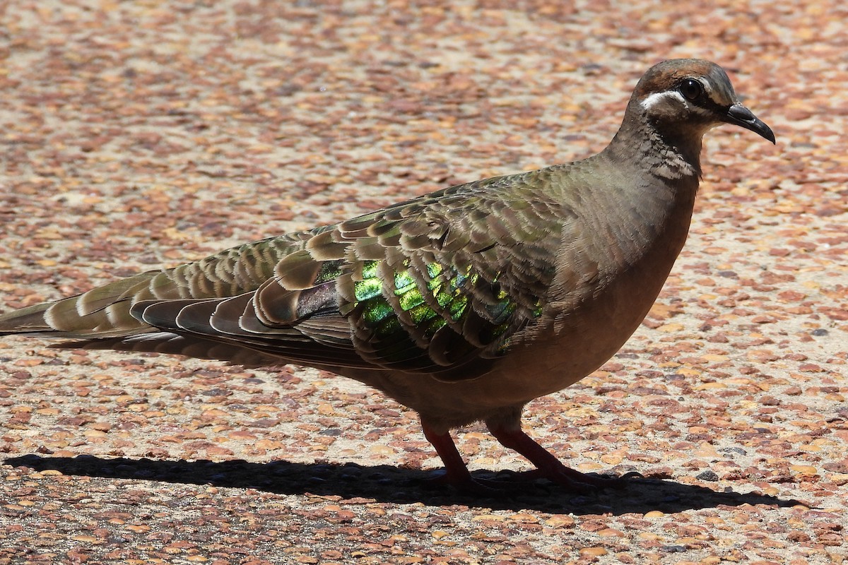 Common Bronzewing - ML647131952