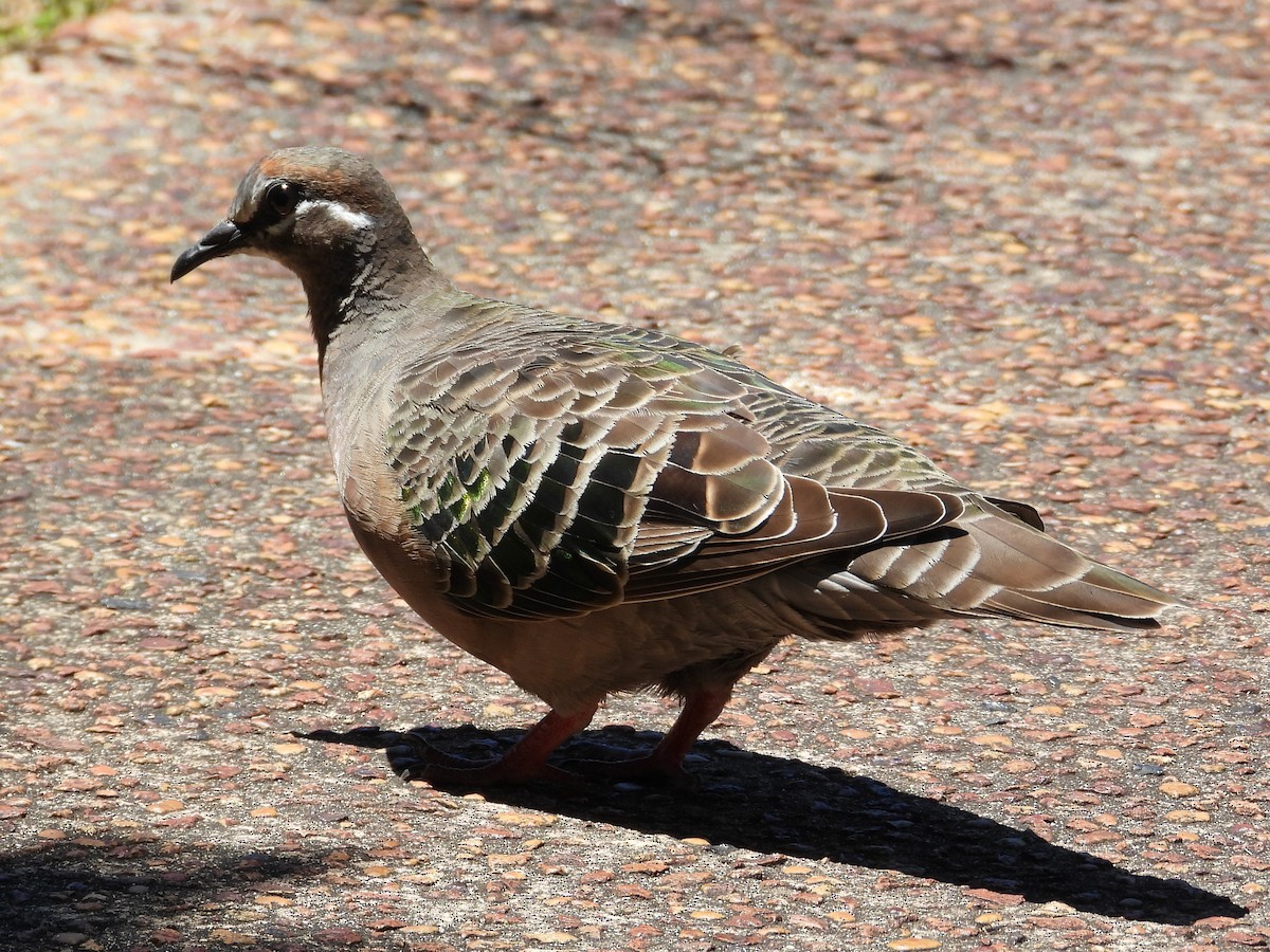 Common Bronzewing - ML647131953