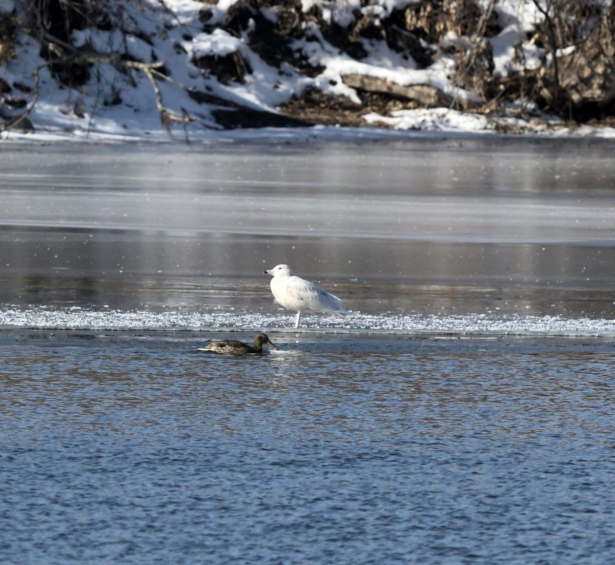 Бургомистр - ML647131955