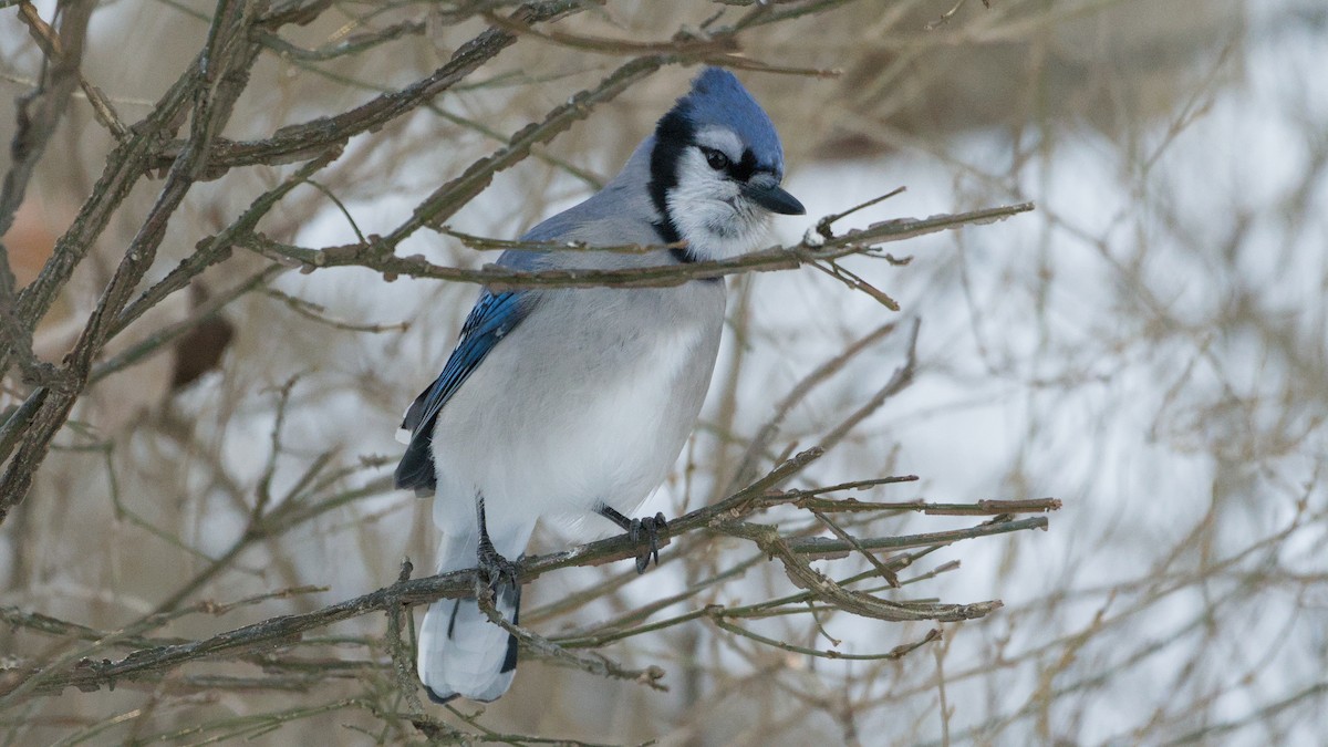 Blue Jay - ML647131956