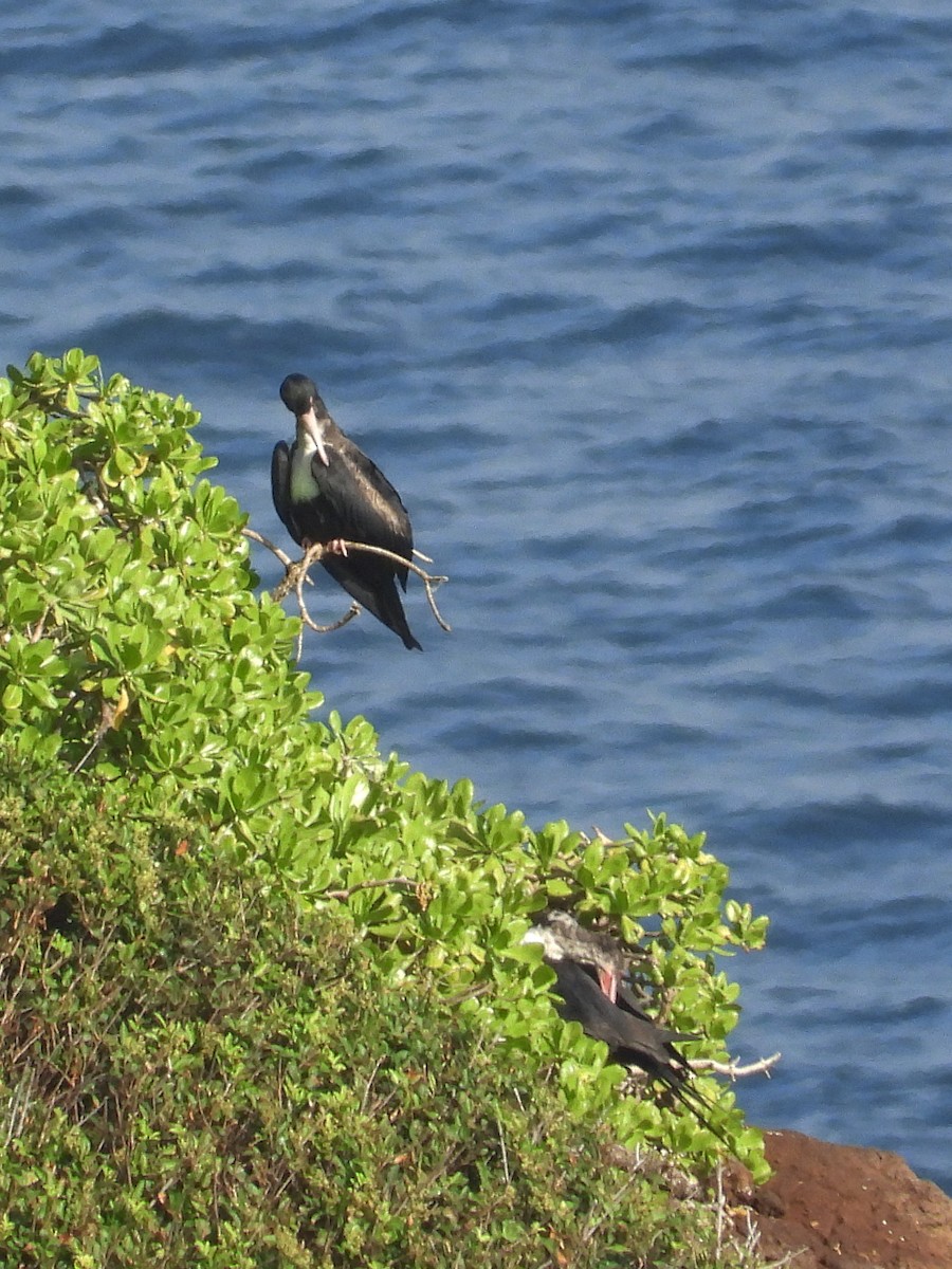 פריגט גדול - ML647131963
