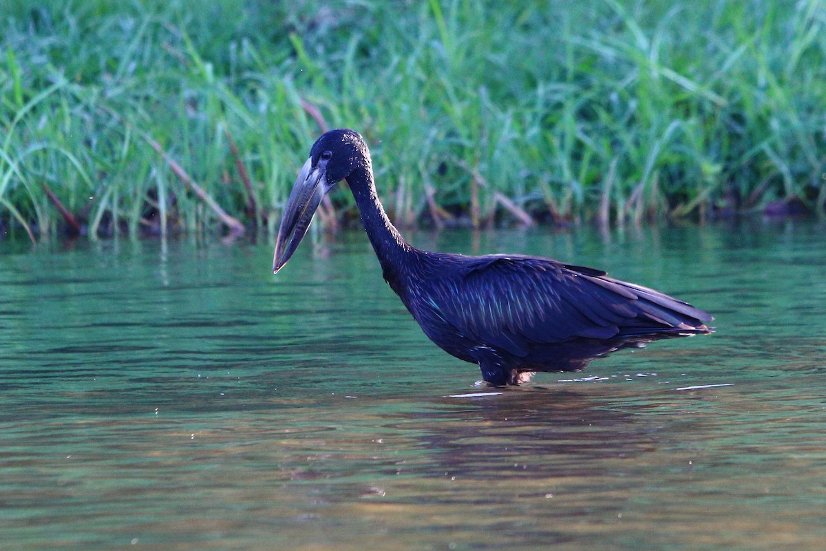 クロスキハシコウ - ML647131964