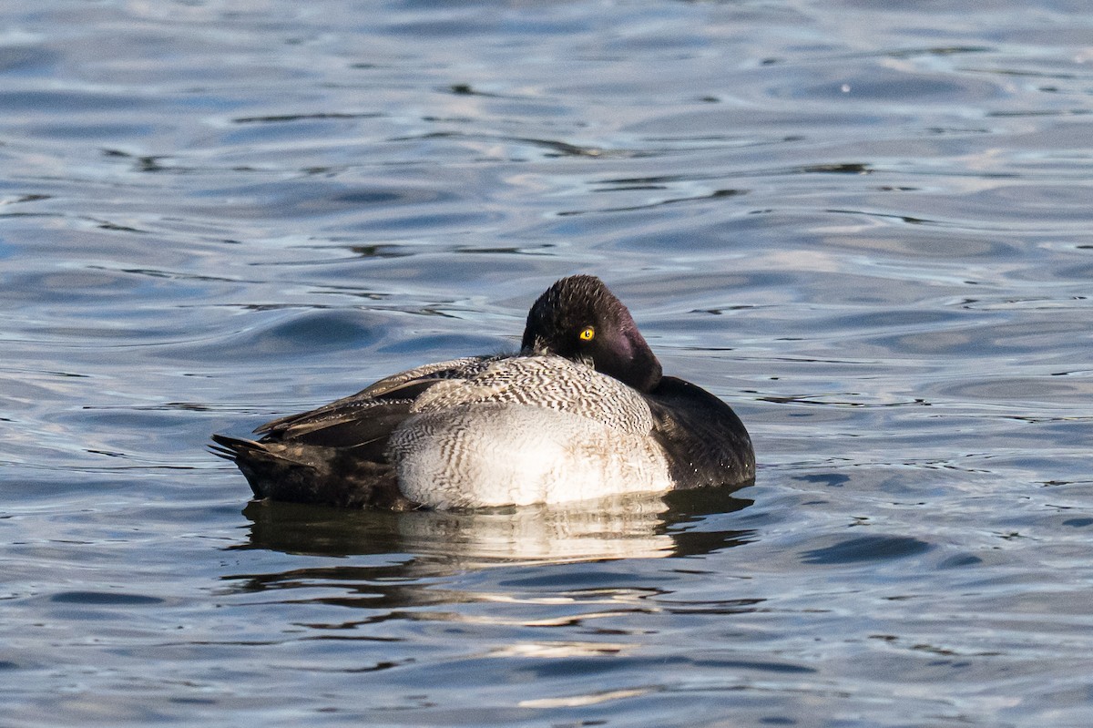 Lesser Scaup - ML647131966