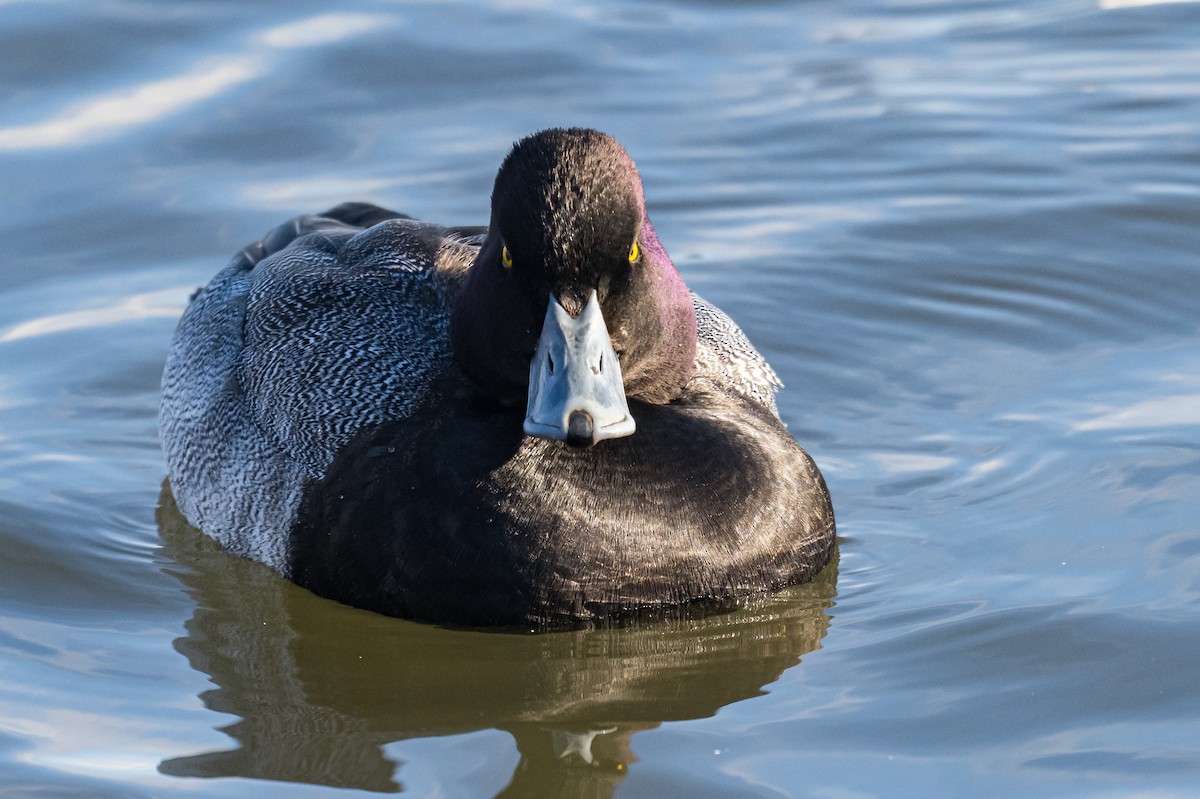 Lesser Scaup - ML647131967