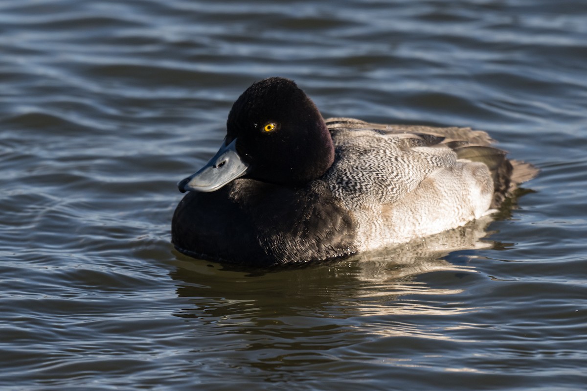 Lesser Scaup - ML647131968