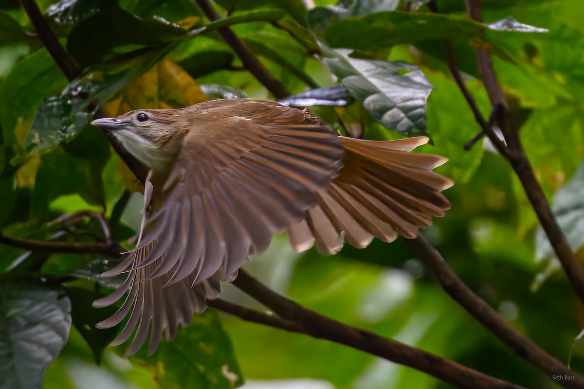 Ochraceous Bulbul - ML647131969