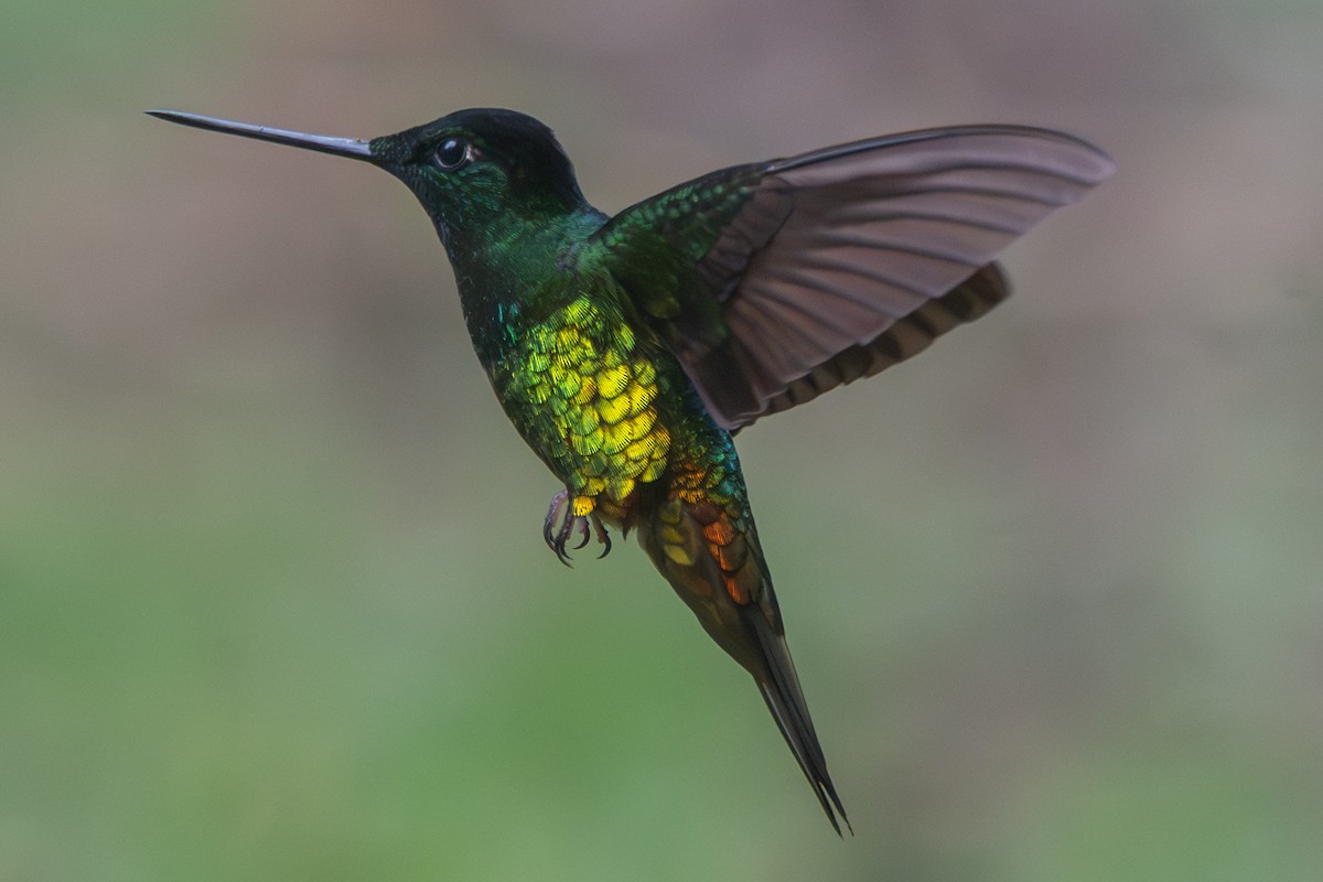 inka zlatobřichý - ML647131970