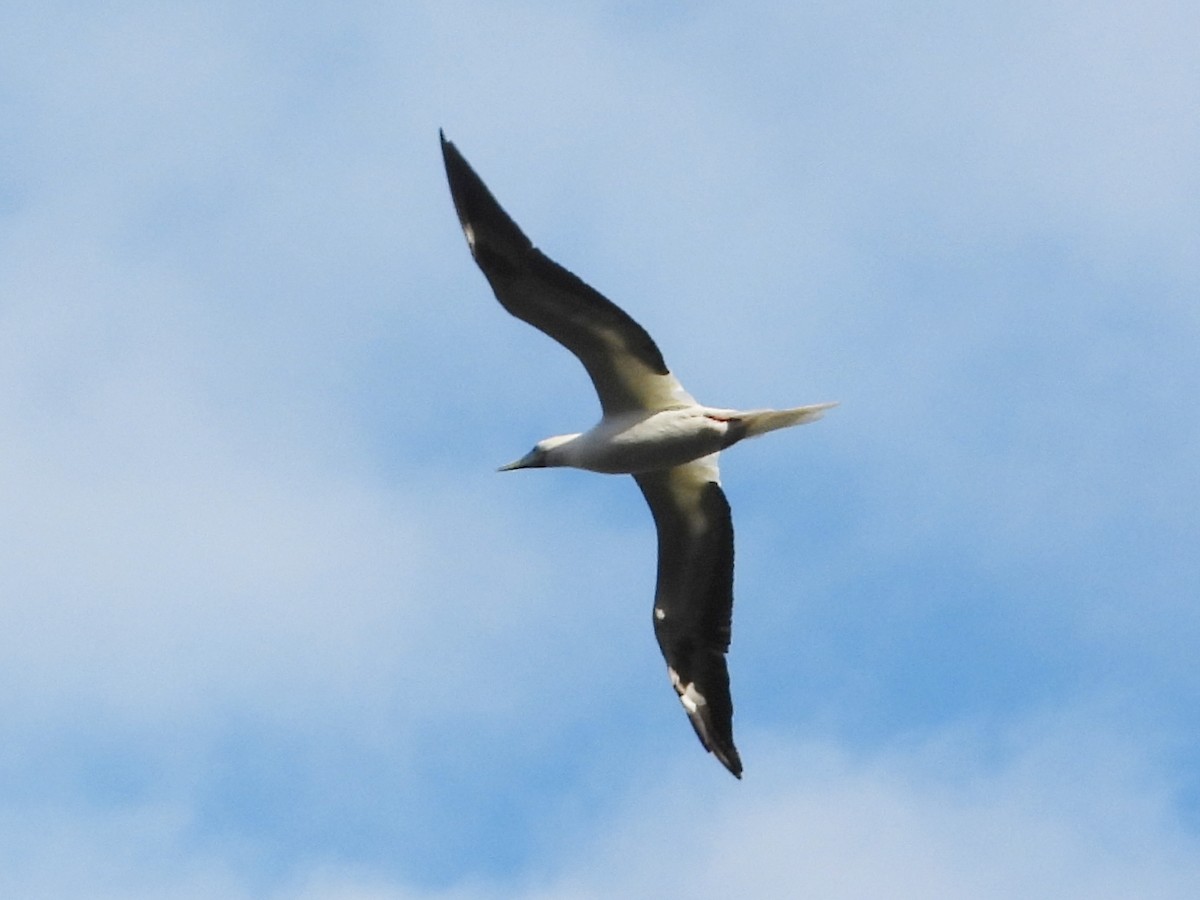 סולה אדומת-רגל - ML647131972