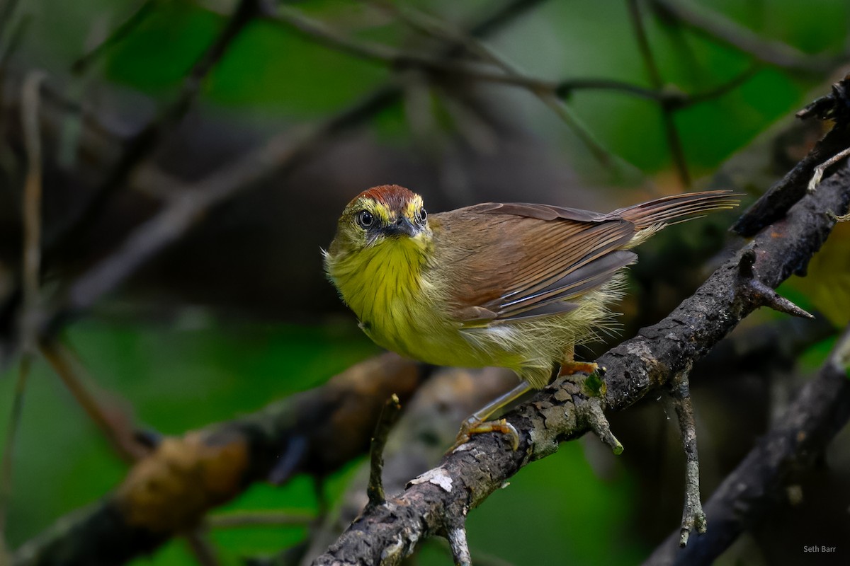 Timalí Goliestriado (grupo gularis) - ML647131992