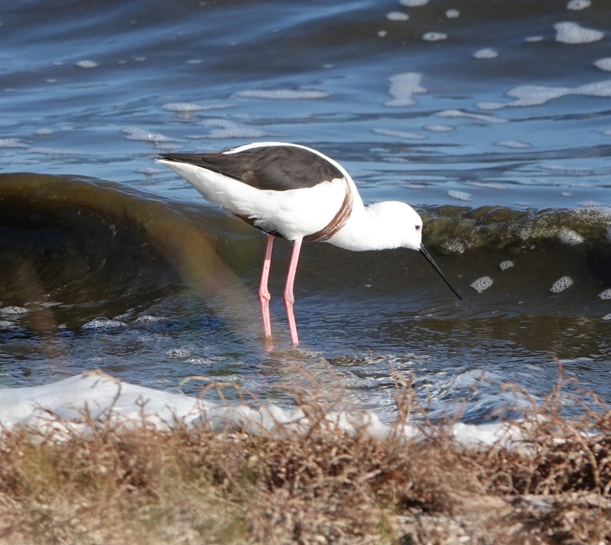 beltestylteløper - ML647131993