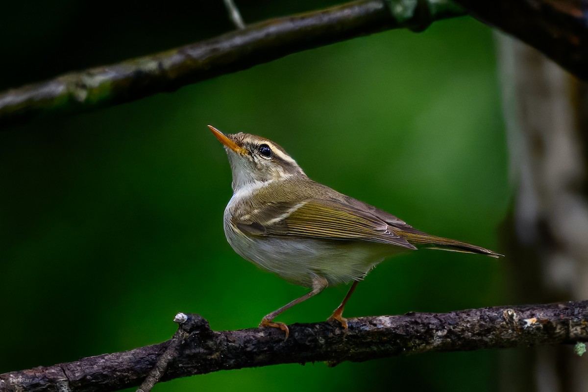 Two-barred Warbler - ML647132000