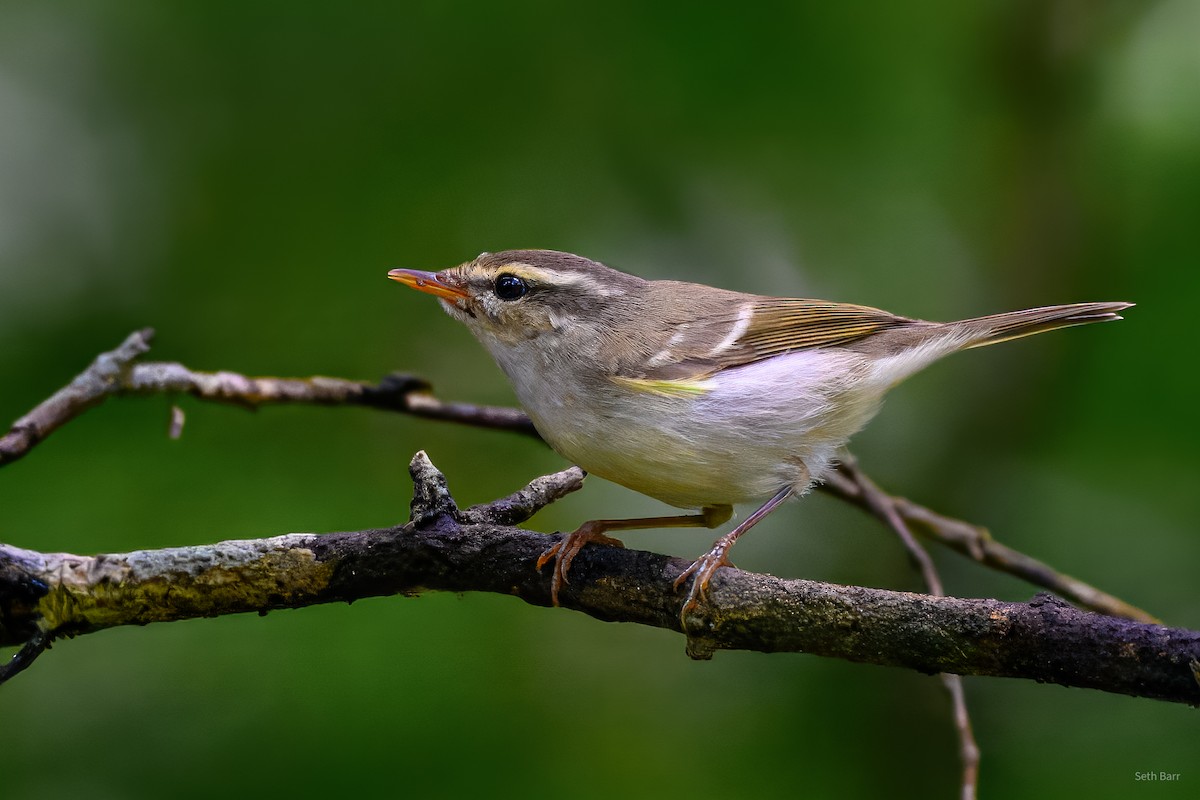 Two-barred Warbler - ML647132001