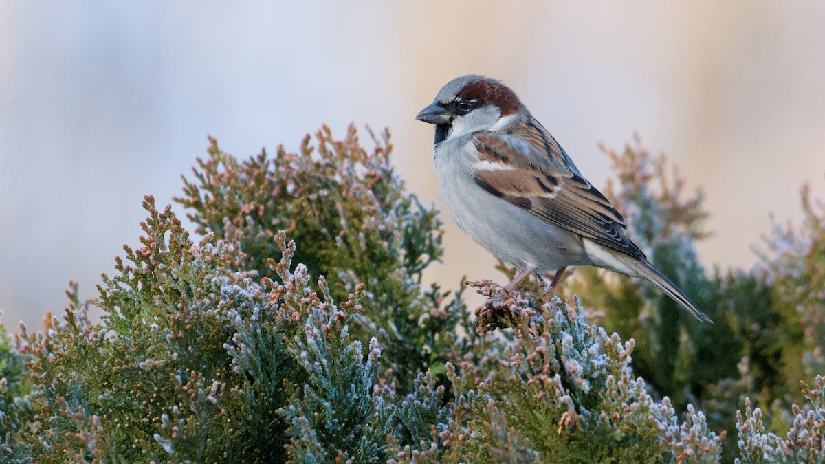 דרור הבית - ML647132005
