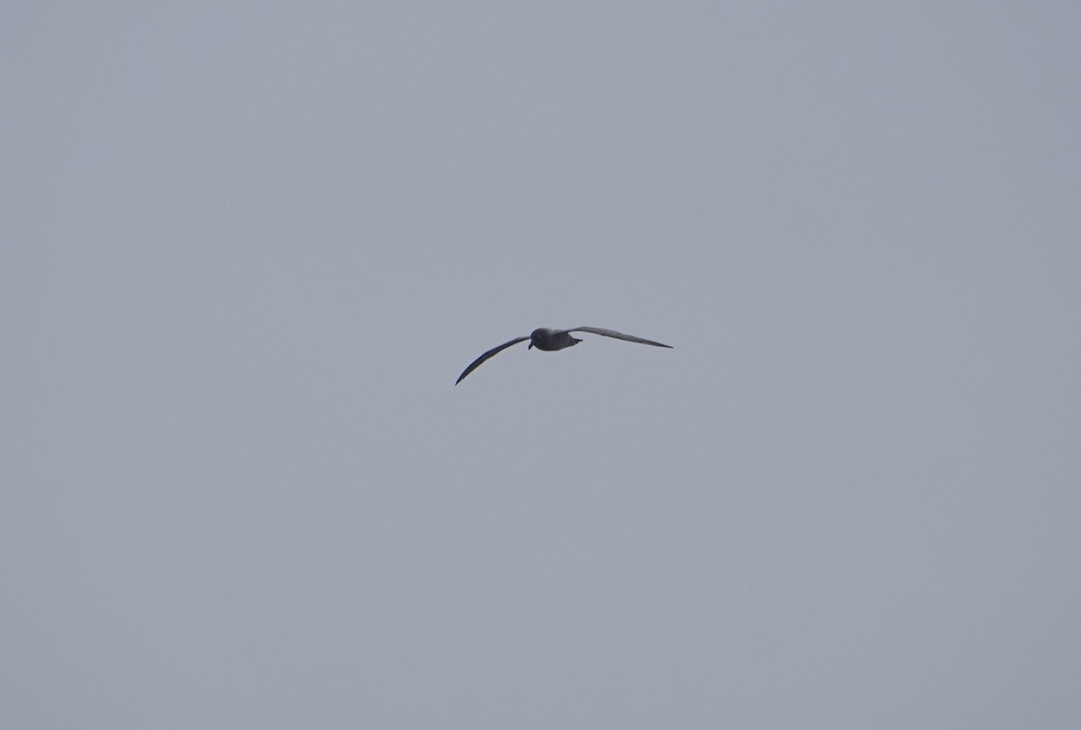 Light-mantled Albatross - ML647132017