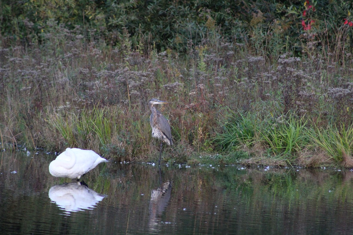 Great Blue Heron - ML647132019